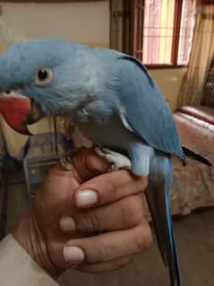 cobalt ringneck for sale