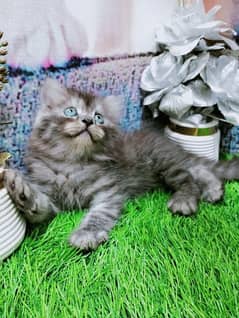 pure Persian tabby kitten 0,3,0,5,6,4,4,2,2,7,7call Whatsapp