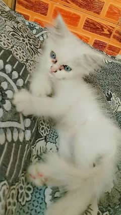 Blue eyes Persian kitten