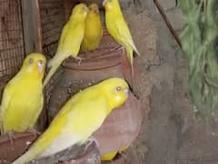 budgies/ Bajri red eyes, fellow ,hogoromo