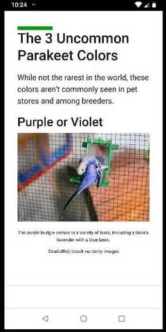 Exhibition long tail undersize pair purple or voilet uncommon color