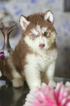 SIBERIAN HUSKY long coat puppy pedigree