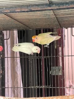 Albino red eye x Pastelino lovebird bonded pair