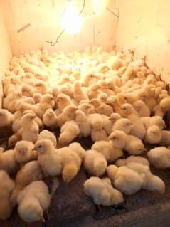 original borilar chicks available A+great 150Rs And b great 60