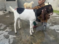 bakra/black Bakra/Goat