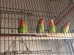 lovebird