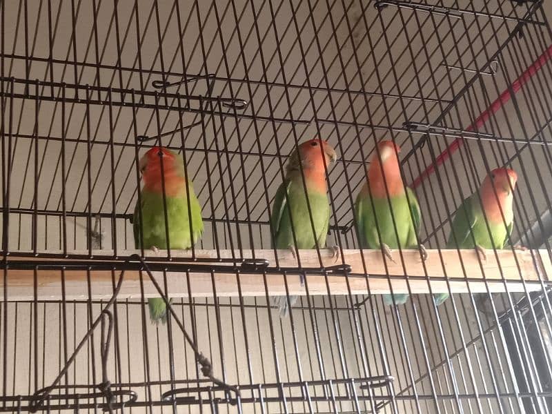 lovebird breeder pair 0