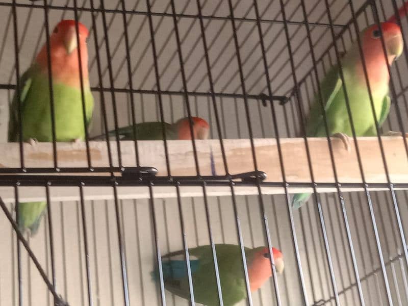 lovebird breeder pair 2