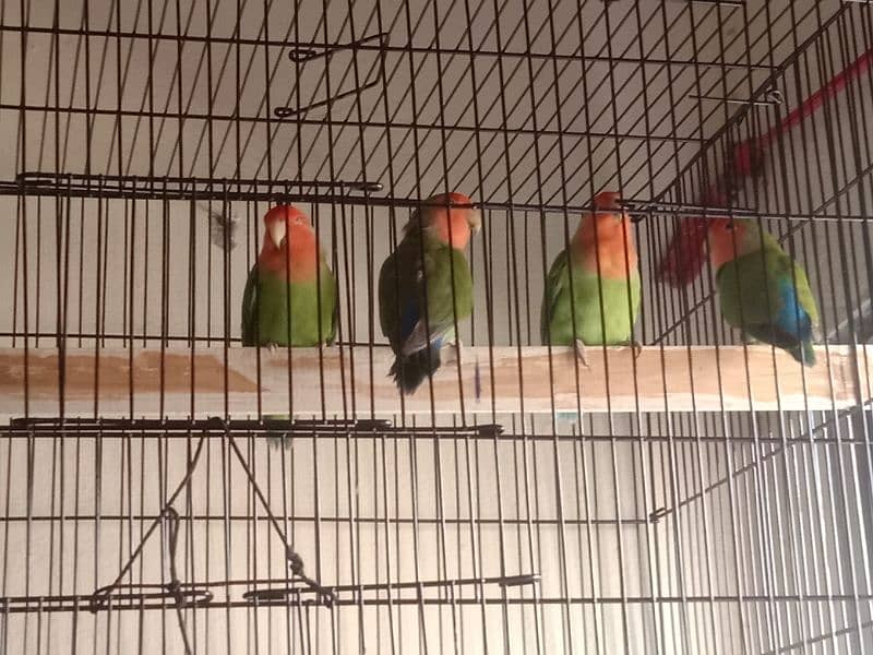 lovebird breeder pair 3