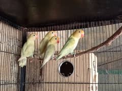 Albino Split red eye ,par blue /parblue Pastelino love birds