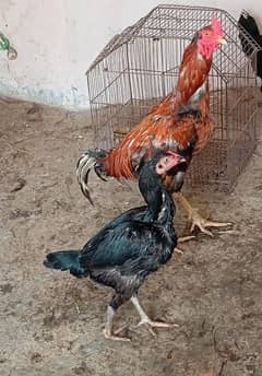 aseel breed hen for sale