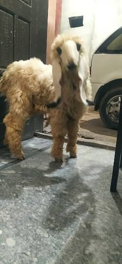 kajla sheep pair