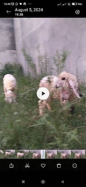 kajla sheep pair 3