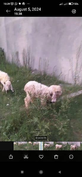 kajla sheep pair 4