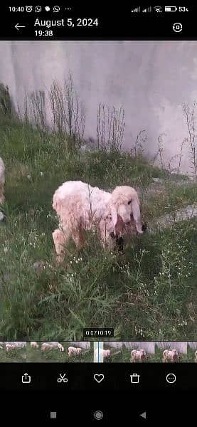 kajla sheep pair 5