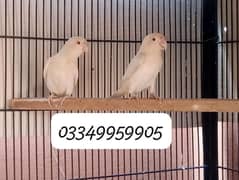 Albino Red eye pair ready to breed 0