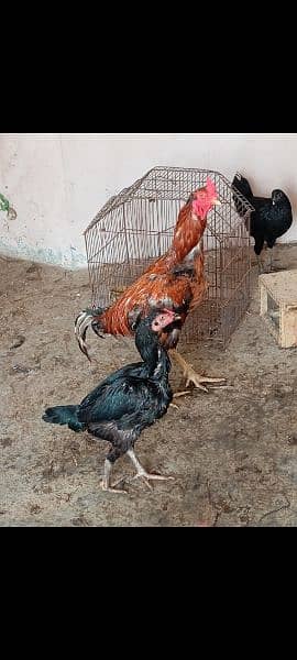 aseel breed hen for sale 1