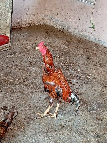 aseel breed hen for sale 2