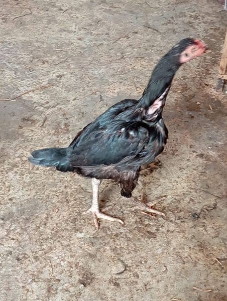 aseel breed hen for sale 3