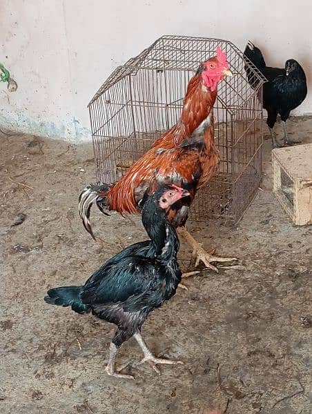 aseel breed hen for sale 4