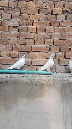 beautiful pigeon pair