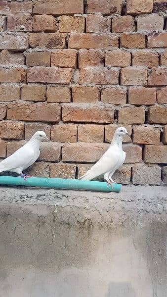 beautiful pigeon pair 1