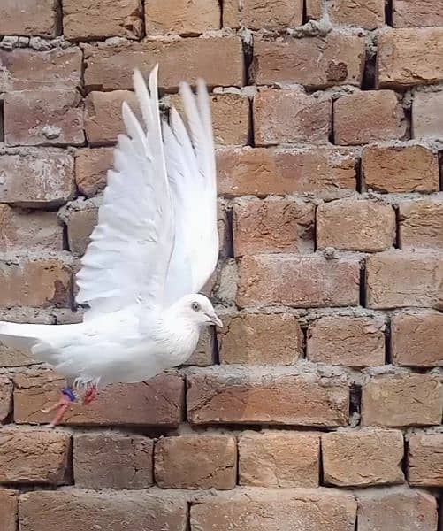 beautiful pigeon pair 2