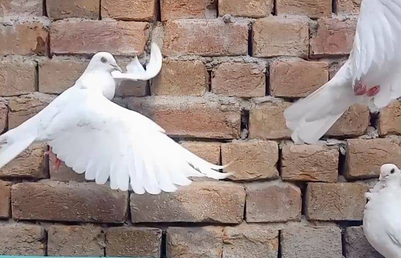 beautiful pigeon pair 4