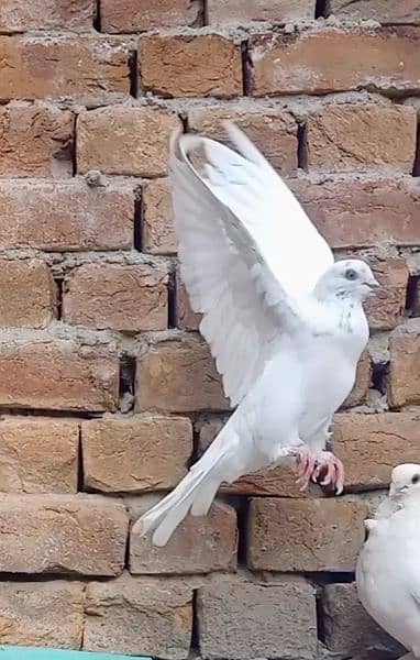 beautiful pigeon pair 6