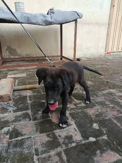 English Labrador puppy vaccination complete for only serious person