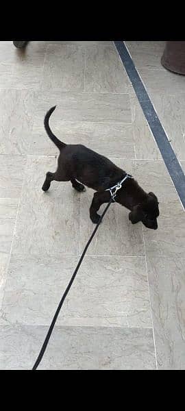 English Labrador puppy vaccination complete for only serious person 1