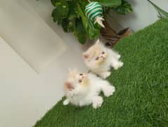 peki male kitten for sale