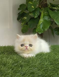 peki male kitten for sale