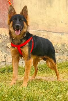 double Kot German Shepherd Mel 10 month for sale