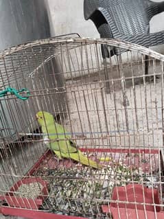 Green Parrot For Sale