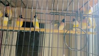 lady gouldians and cages