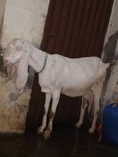 pure Rajan puri bakri white color