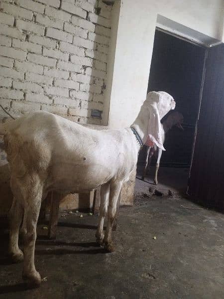 pure Rajan puri bakri white color 3