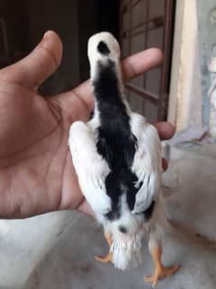 oshamu chicks for sale