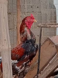 Aseel Mianwali Murgha murga Cochin black fancy hen