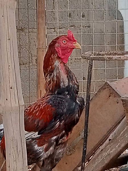 Aseel Mianwali Murgha murga Cochin black fancy hen 1