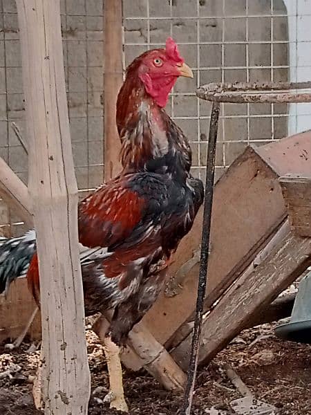 Aseel Mianwali Murgha murga Cochin black fancy hen 2