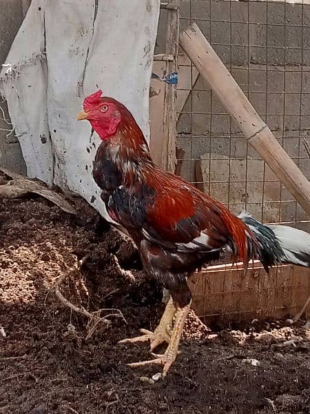 Aseel Mianwali Murgha murga Cochin black fancy hen 3