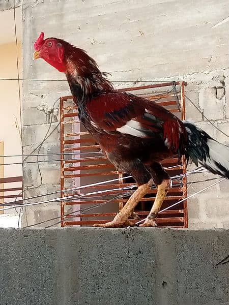 Aseel Mianwali Murgha murga Cochin black fancy hen 4