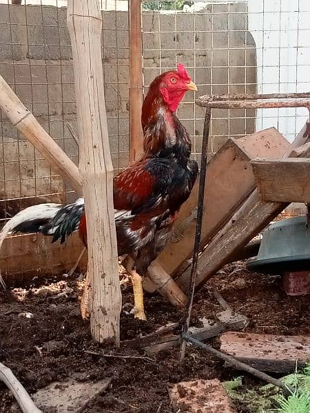 Aseel Mianwali Murgha murga Cochin black fancy hen 5