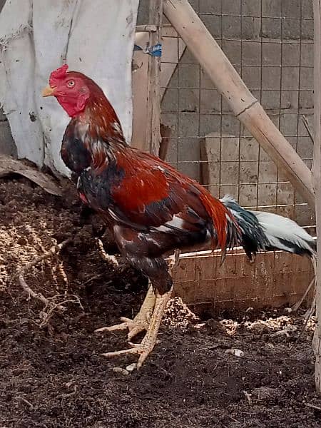 Aseel Mianwali Murgha murga Cochin black fancy hen 7