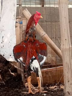 Aseel Mianwali Murgha murga Cochin black fancy hen