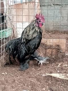 Murgha murga Cochin black fancy hen