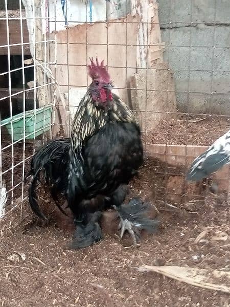 Aseel Mianwali Murgha murga Cochin black fancy hen 9