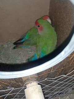 peachface lovebird breeder pair